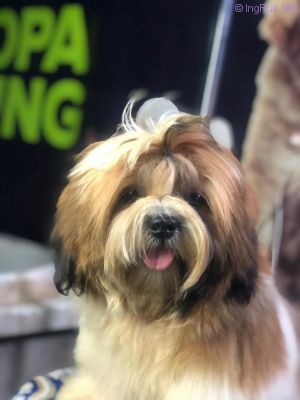 Dog Photo