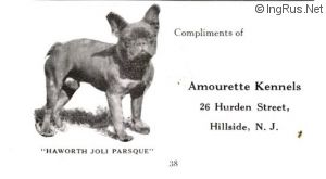 Dog Photo