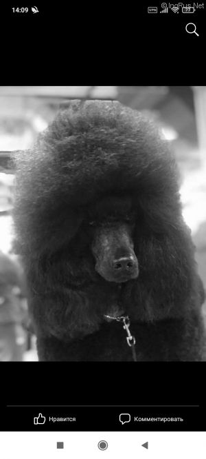 Dog Photo