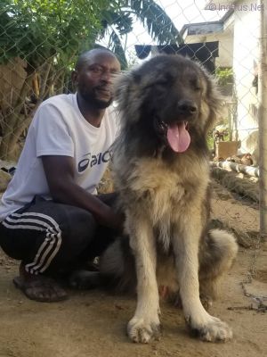 Dog Photo