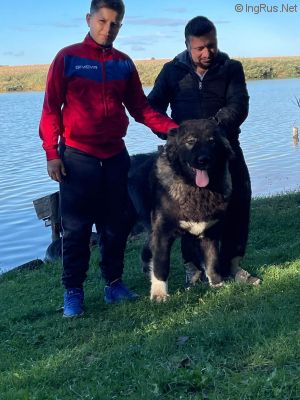 Dog Photo