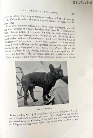 Dog Photo