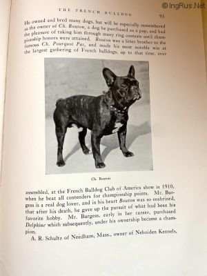 Dog Photo