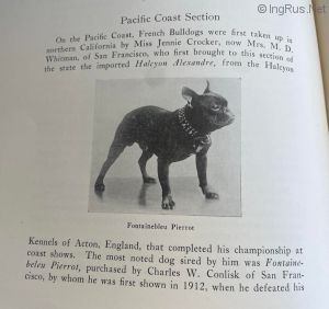 Dog Photo