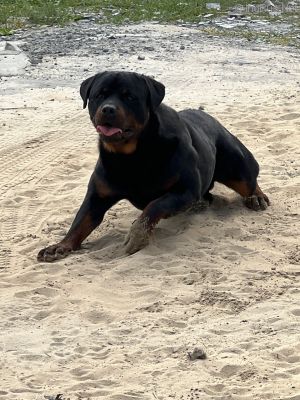 Dog Photo