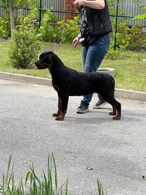 Dog Photo