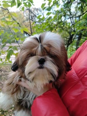 Dog Photo