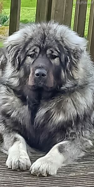 Dog Photo