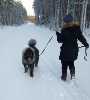 Dog Photo