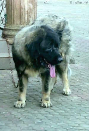 Dog Photo