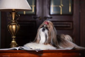 Dog Photo