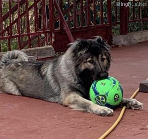 Dog Photo