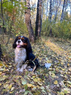 Dog Photo
