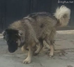 Dog Photo