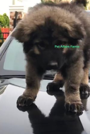 Dog Photo