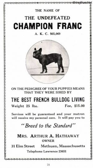 Dog Photo