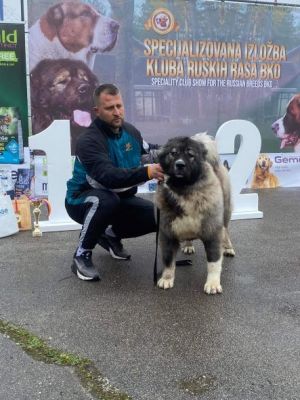 Dog Photo
