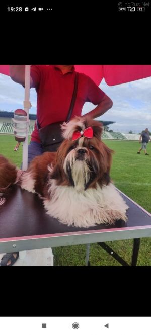 Dog Photo