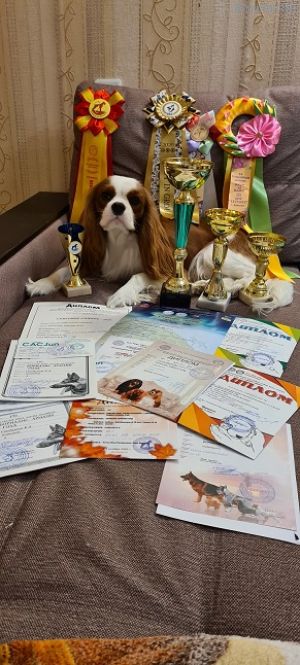Dog Photo