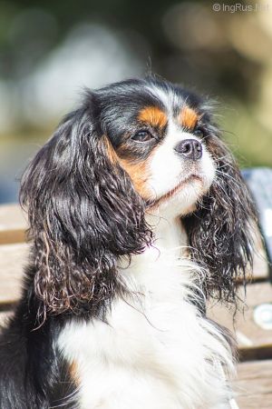 Dog Photo