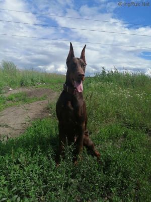 Dog Photo