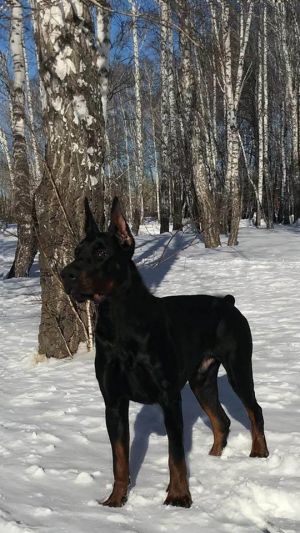 Dog Photo