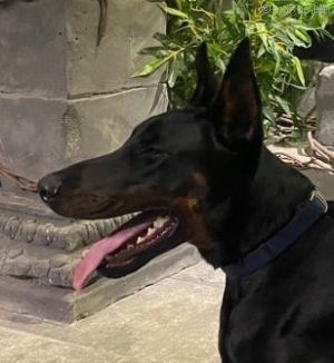 Dog Photo