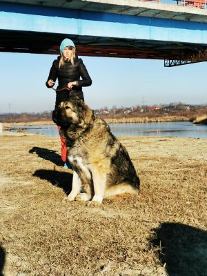Dog Photo