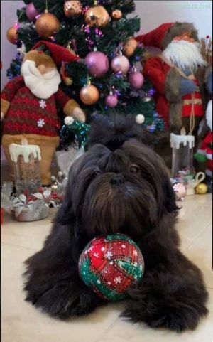 Dog Photo