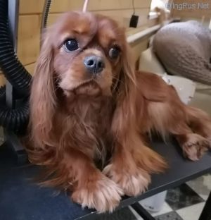 Dog Photo