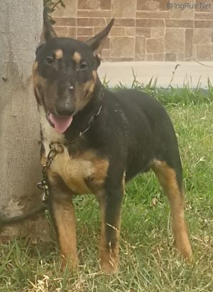 Dog Photo