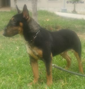 Dog Photo