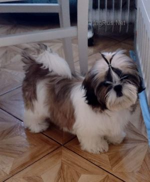 Dog Photo