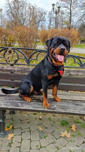 Dog Photo