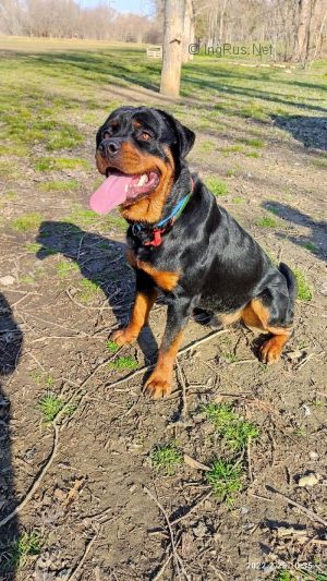 Dog Photo