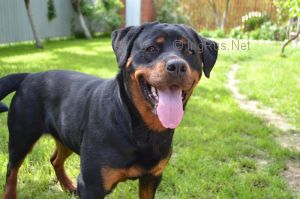 Dog Photo