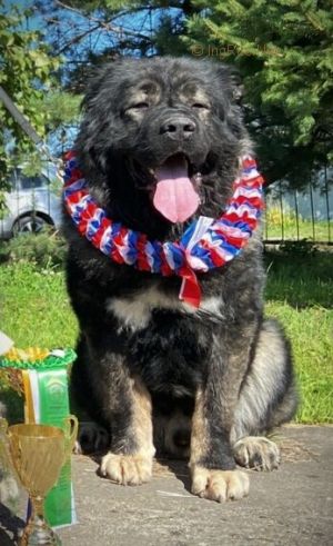 Dog Photo