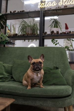 Dog Photo