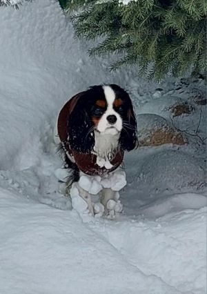 Dog Photo