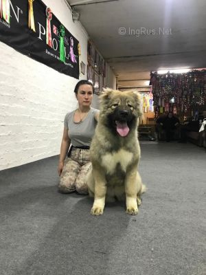 Dog Photo