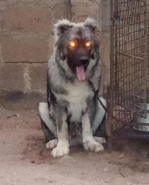 Dog Photo