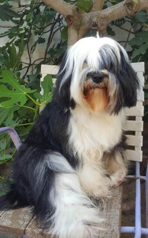 Dog Photo