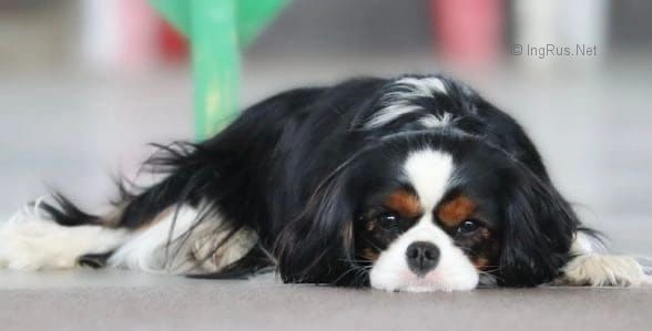 Dog Photo