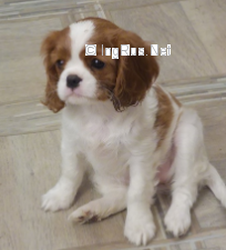 Dog Photo