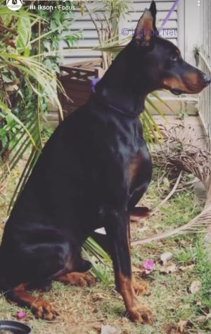 Dog Photo