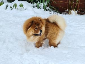 Dog Photo