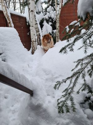 Dog Photo