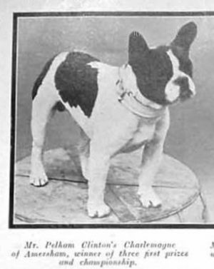 Dog Photo