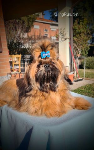 Dog Photo
