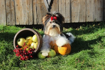Dog Photo